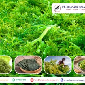 Rumput Laut